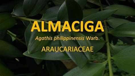 almaciga tree|Almaciga Philippines .